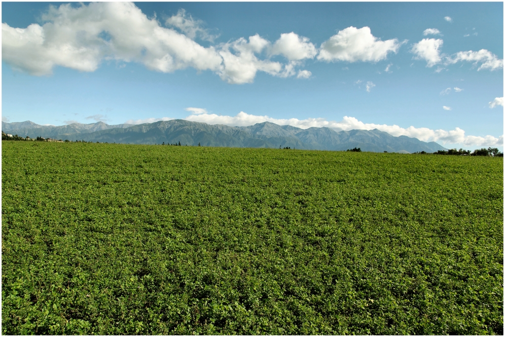 14 - Kaikoura (03).jpg